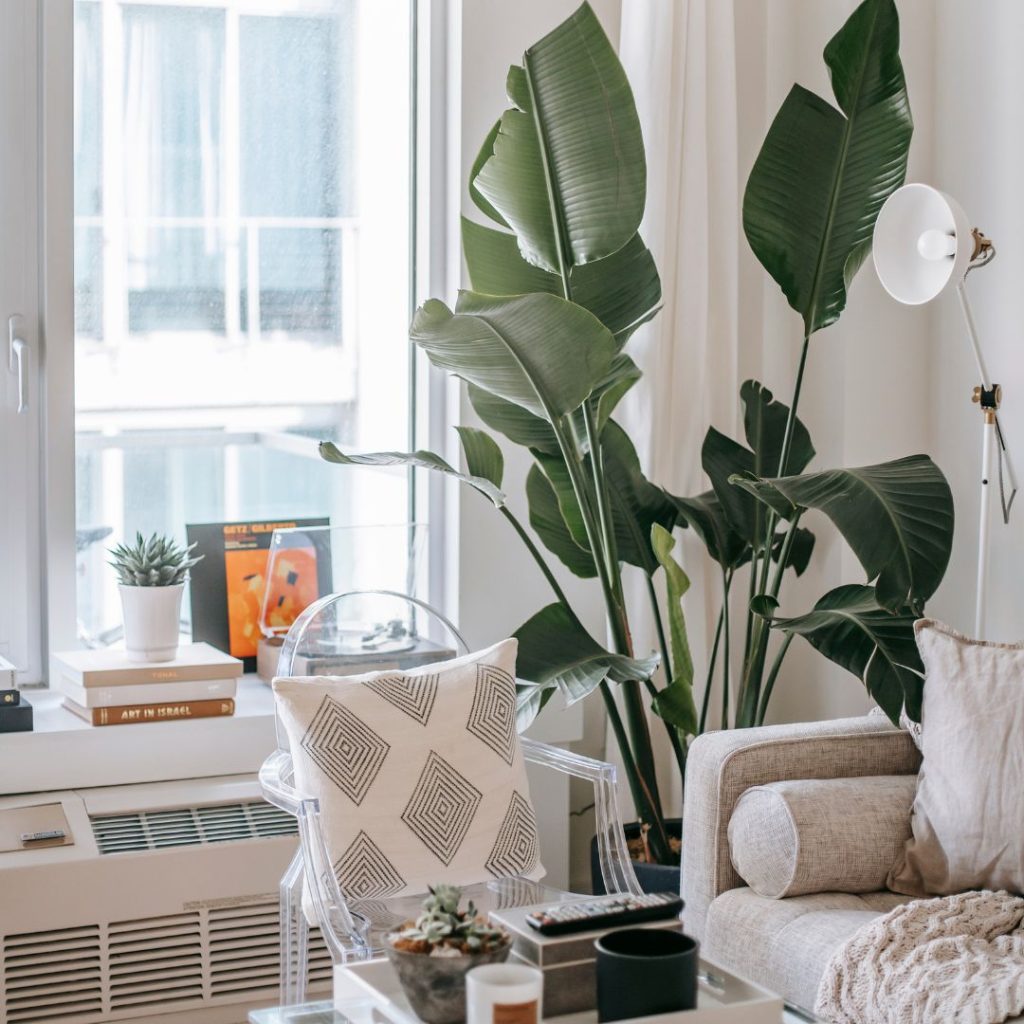 Piso con plantas y luz natural